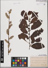 Foto von Salix aurita L. x Salix caprea L.